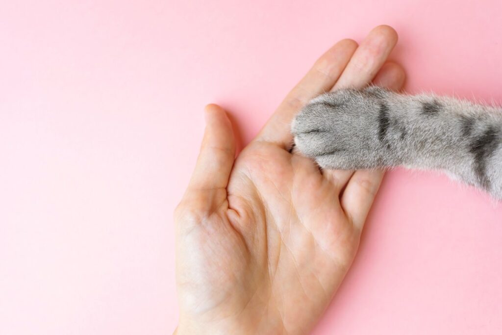 Gray striped cat's paw and human hand