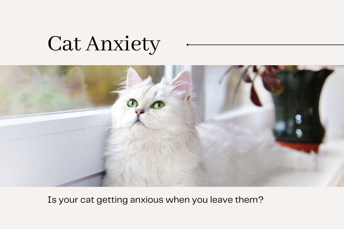 Is It True Your Cat Gets Anxious When You Leave Them?