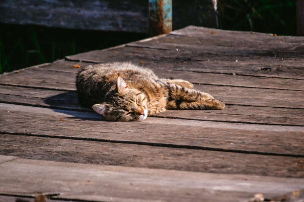 Cat sleeping in the sun during daytime