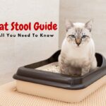 Cat Stool Guide