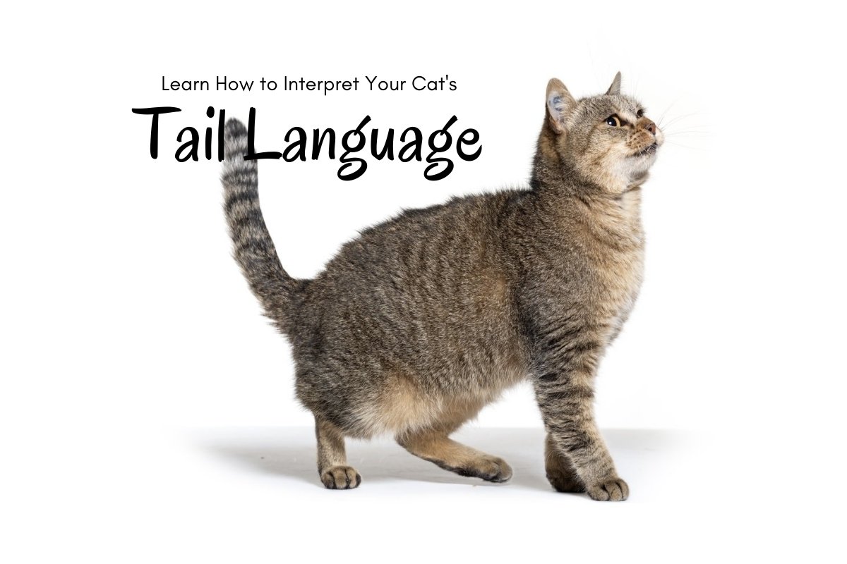 Learn How to Interpret Your Cat's Tail Language