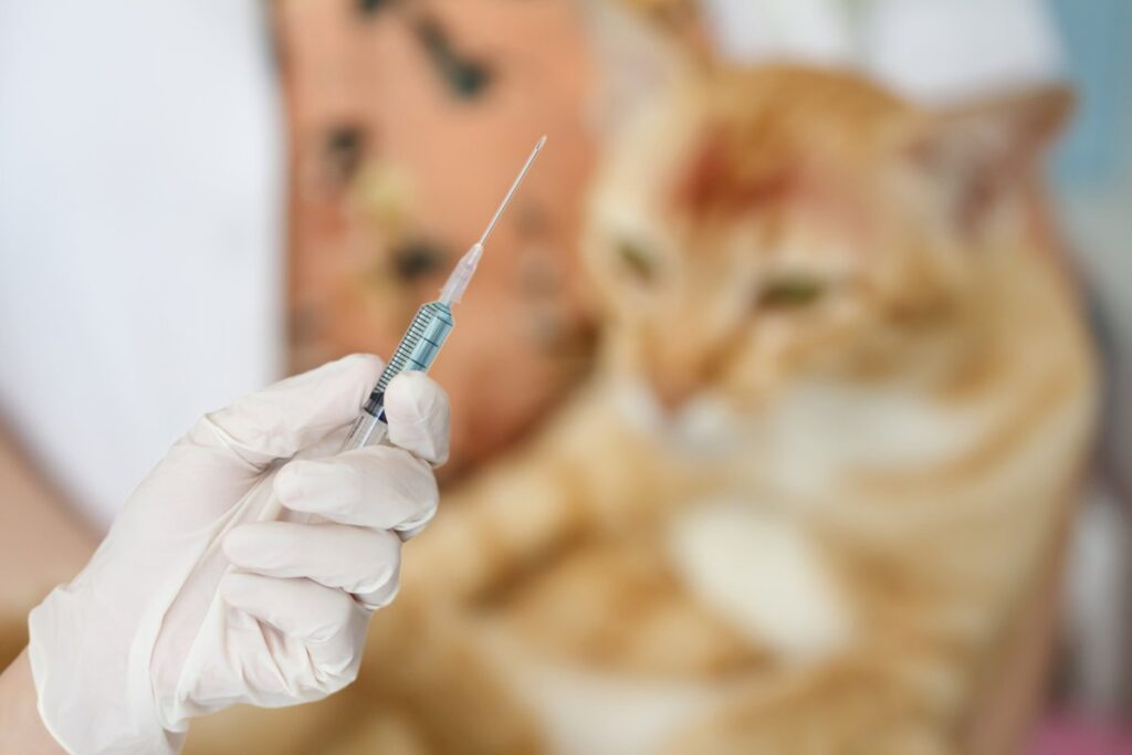 A veterinarian is giving a cat a vaccination