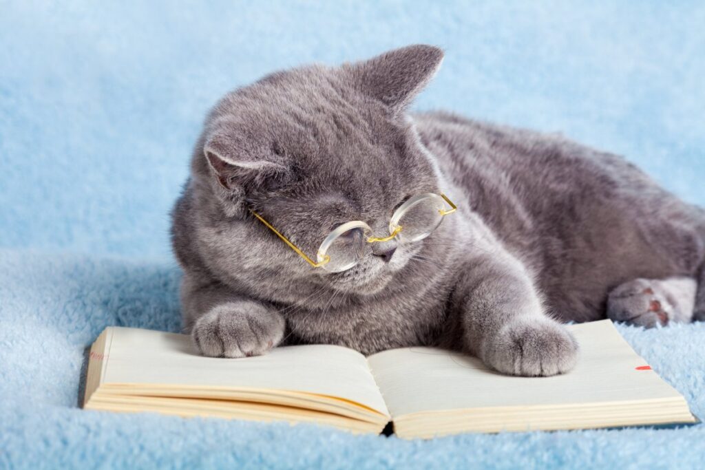 Cat wearing glasses reading a book