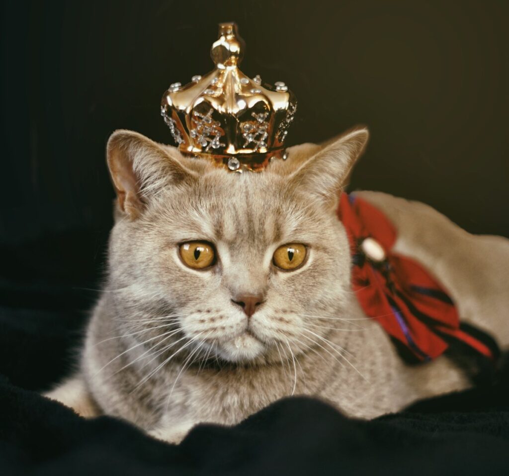 Cat with gold crown