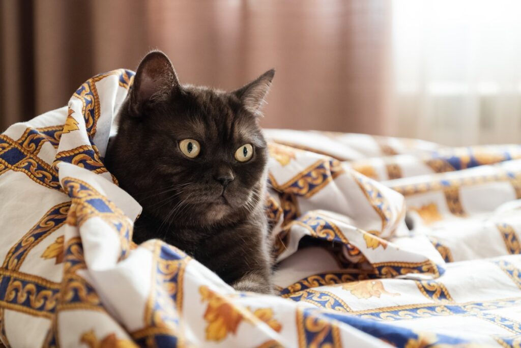 Cute cat wrapped in warm blanket