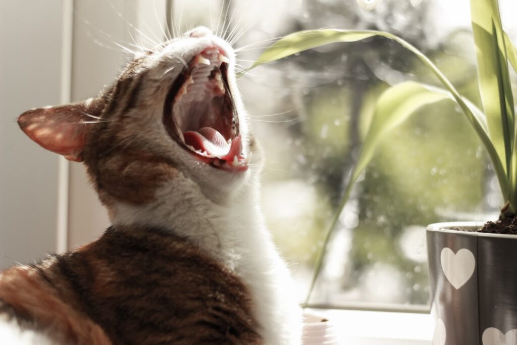 A cat yawning beside a window