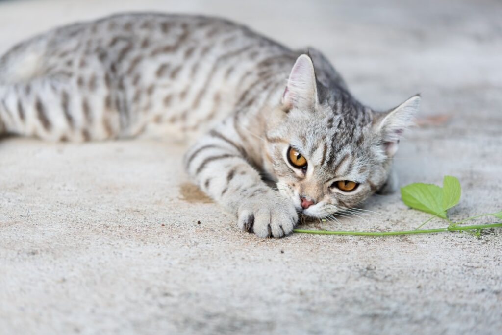 A lovely cat eating catnip