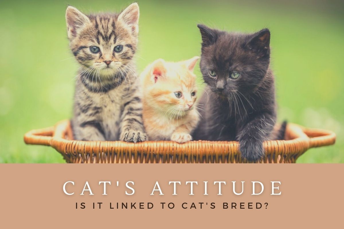 Your Cat's Attitude Is Closely Linked To Its Breed; How?