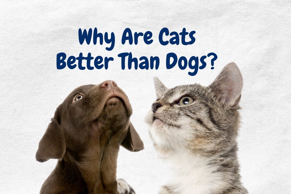 Why Are Cats Better Than Dogs?