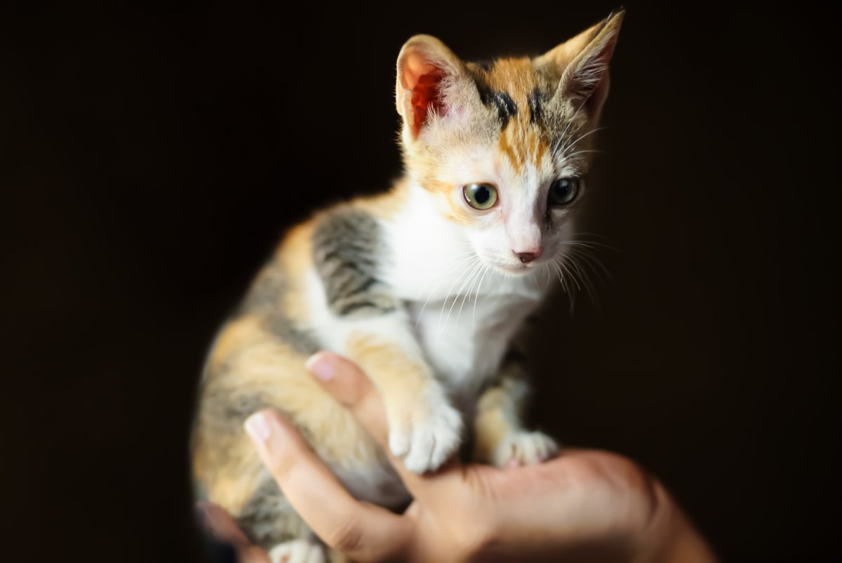 A cute kitten is sitting on a hand