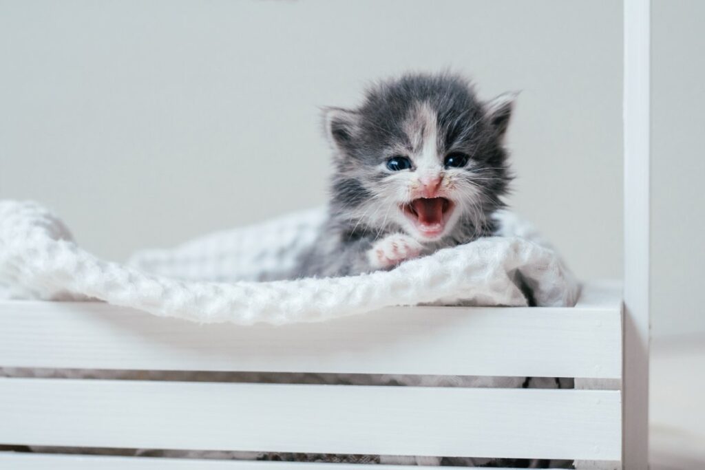 Cute little kitten mewing