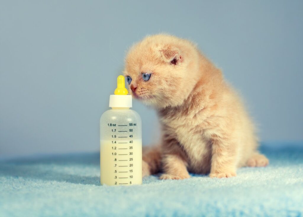 Cute little kitten sniffs bottle with milk
