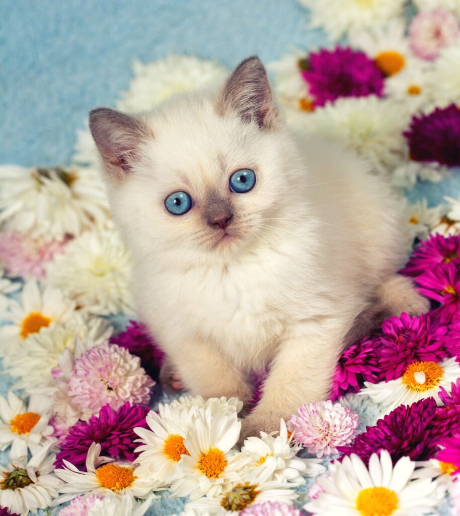 Cute Siamese kitten in flowers
