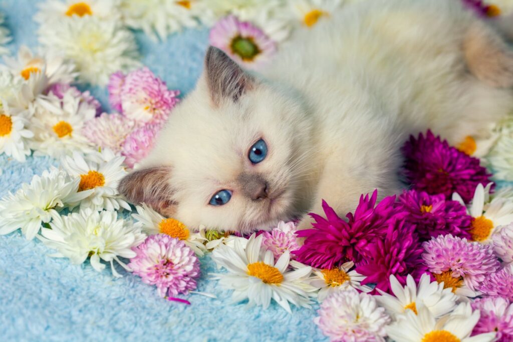 A Siamese kitten is resting over the flowers