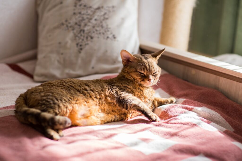 A Devon Rex cat is relaxing on a bed