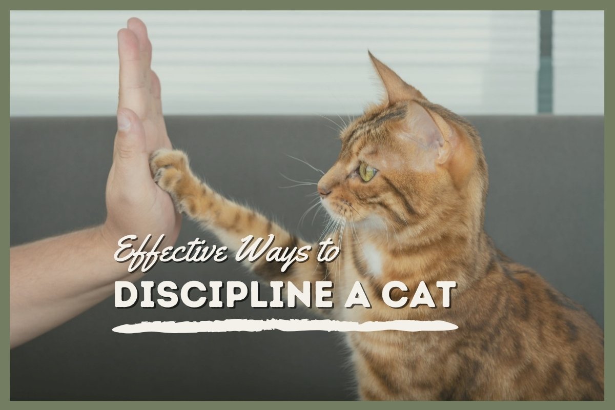 Effective Ways to Discipline a Cat