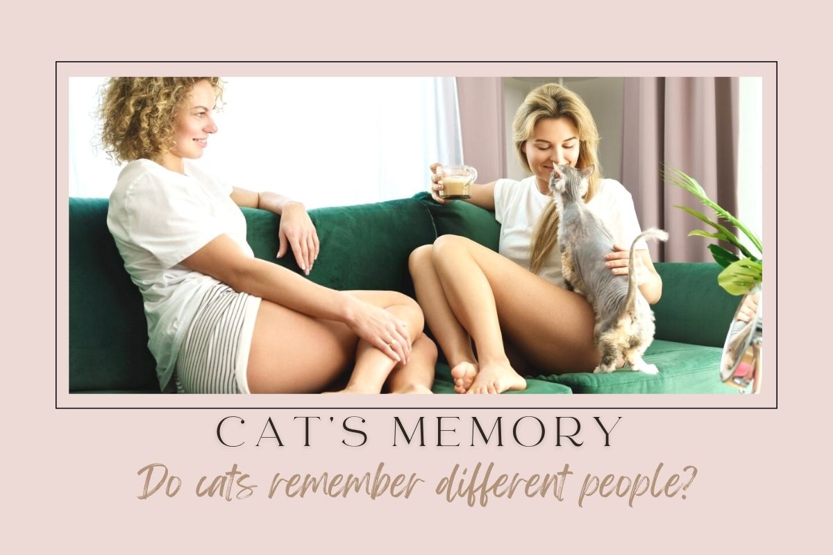 Do Cats Remember Different People Or Just The People They See Daily?