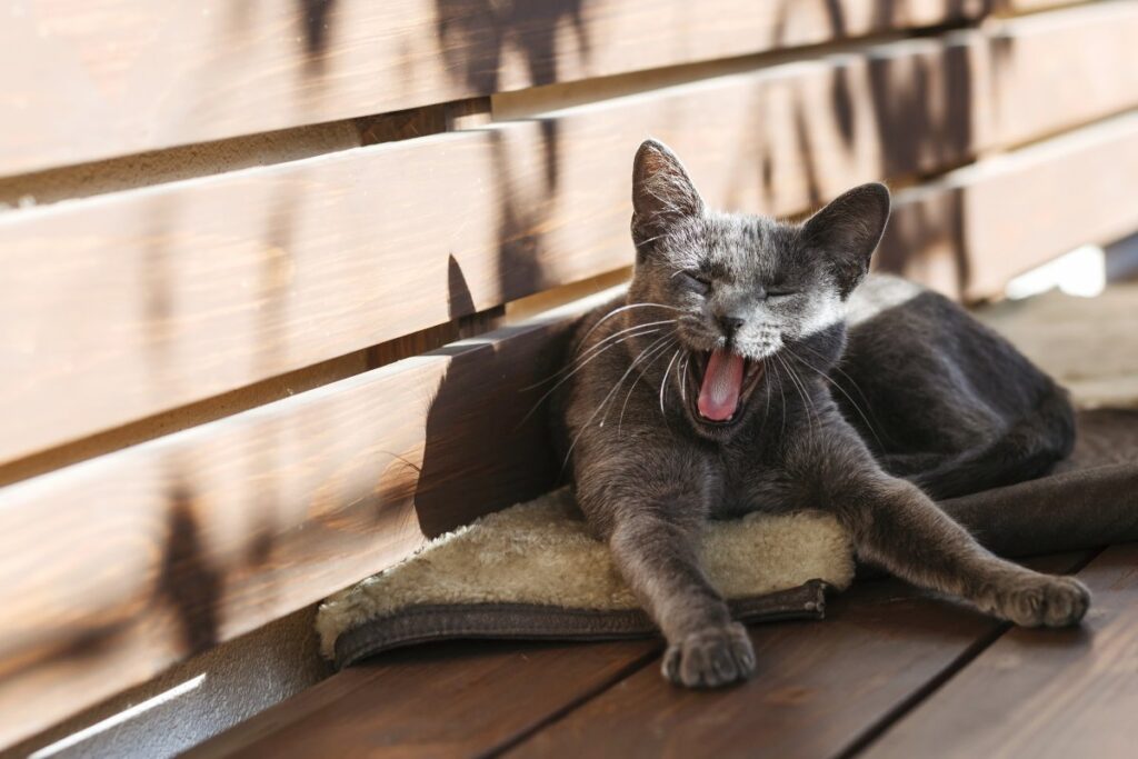 A domestic cat basking in the sun, yawning while lying