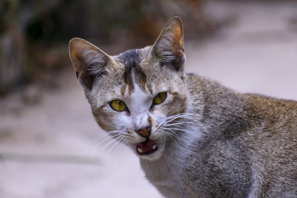 Domestic cat with open mouth