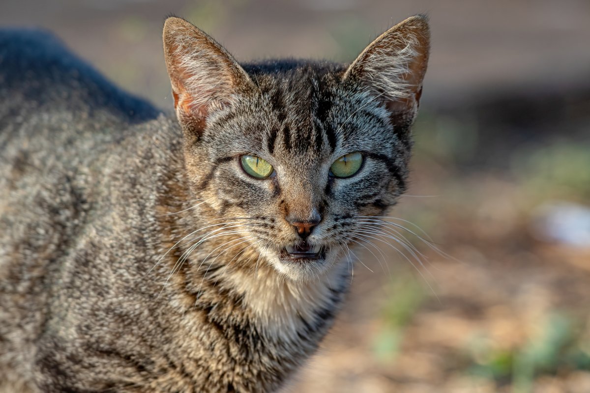 Feral vs. Stray Cats – Know the Difference!