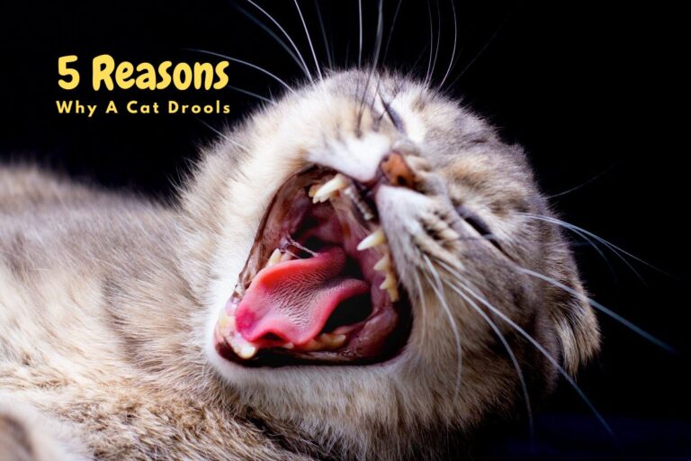 Five Reasons Why A Cat Drools