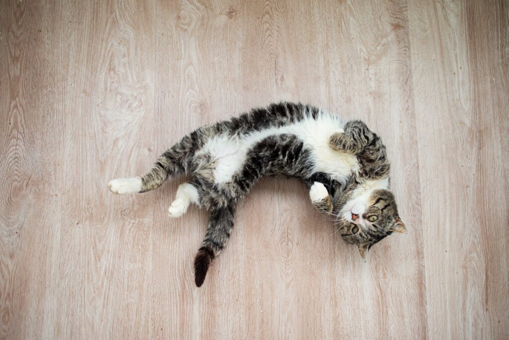 Adorable cat is rolling on the floor