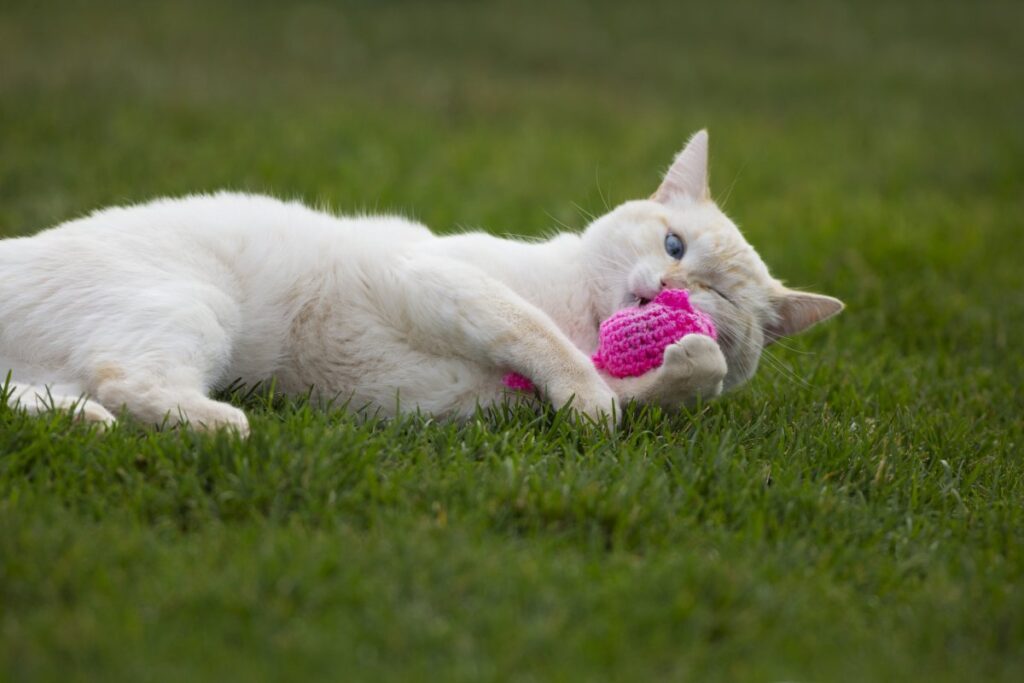 Funny white cat plays with pink catnip mouse