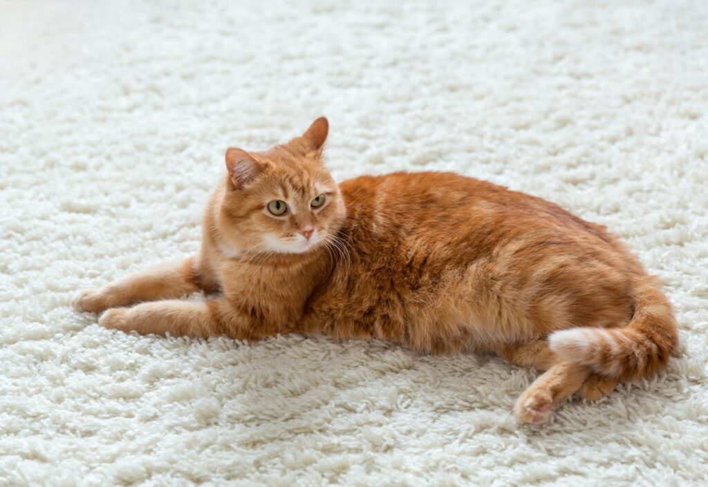 A ginger cat is lying on white carpet