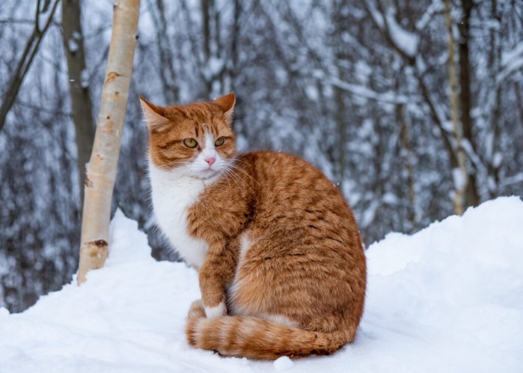 A ginger cat sitting in the snow