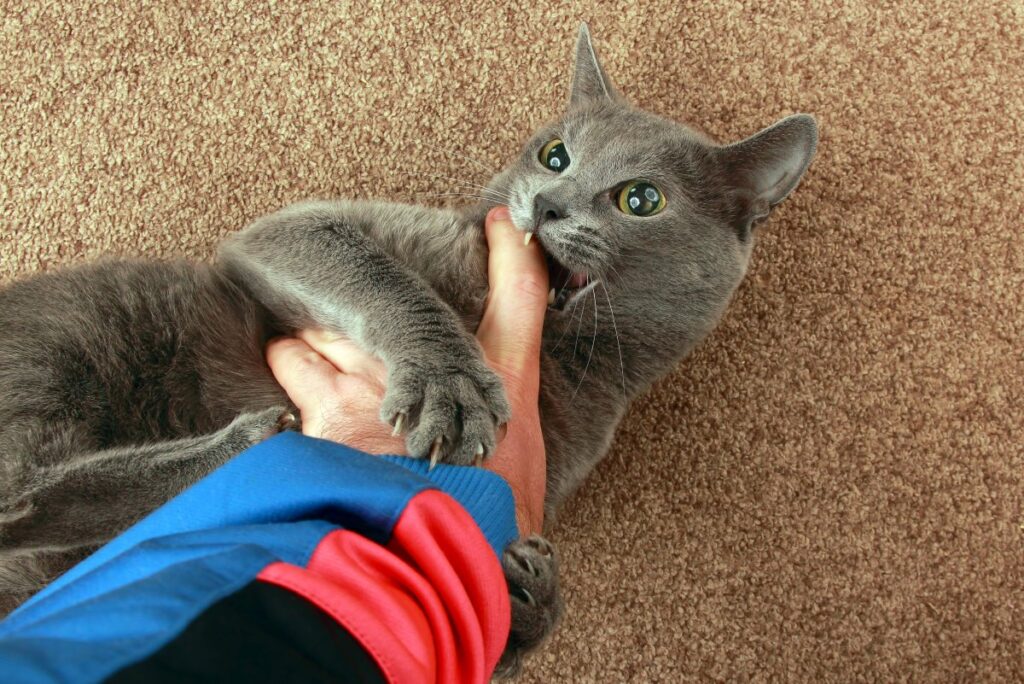 A gray cat is biting someone's hand