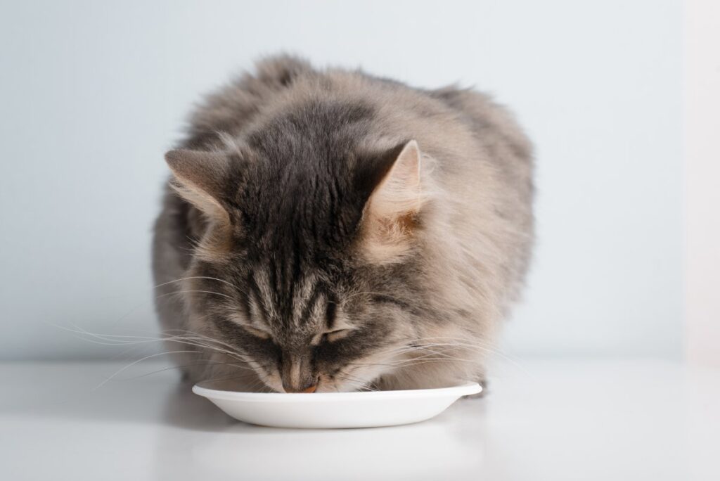 Gray cat eating from plate