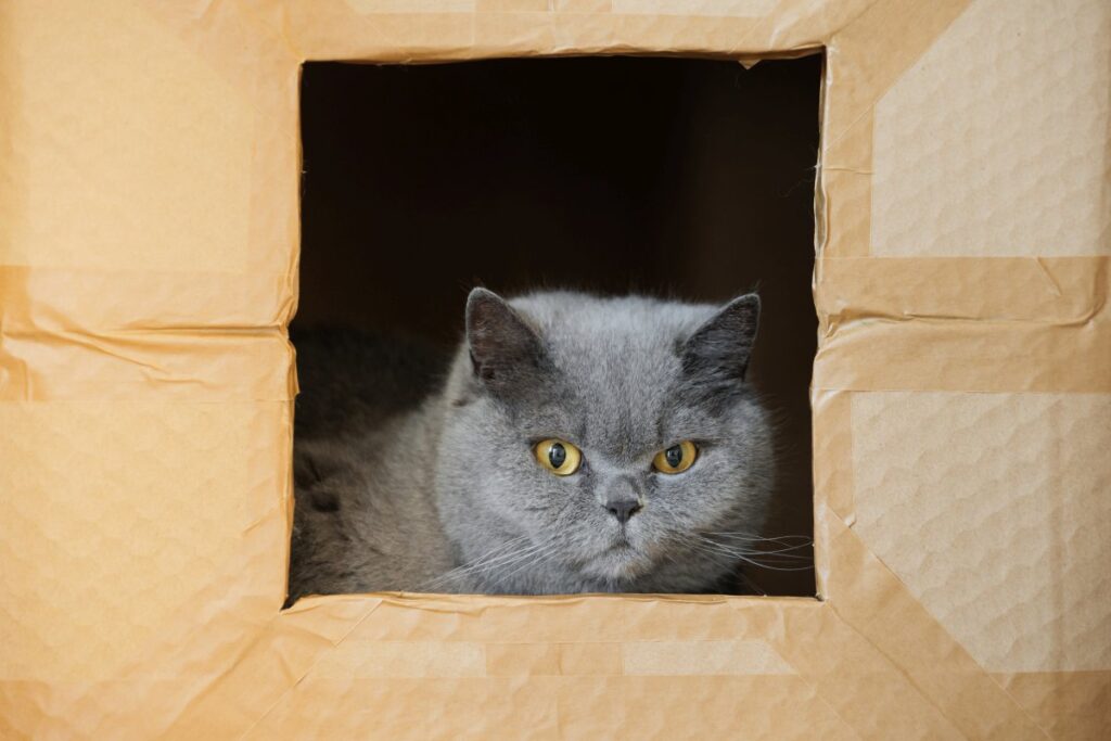 A gray cat inside a cardboard box