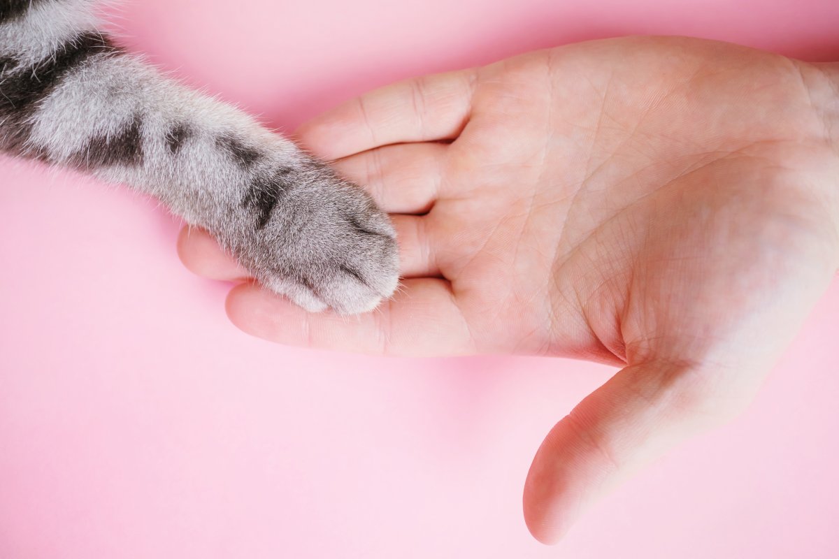A gray cat's paw and a human hand