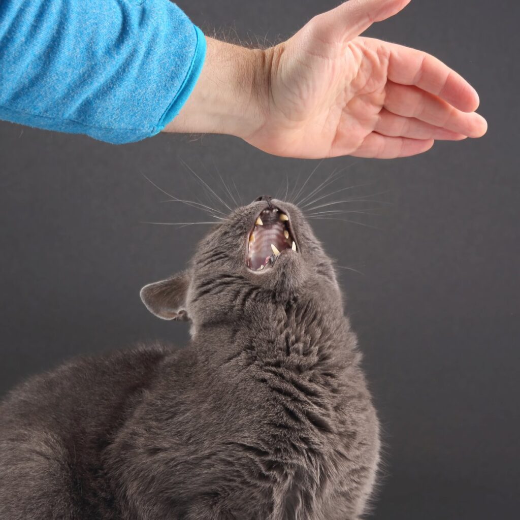 A gray cat responds aggressively to a person's desire to stroke it