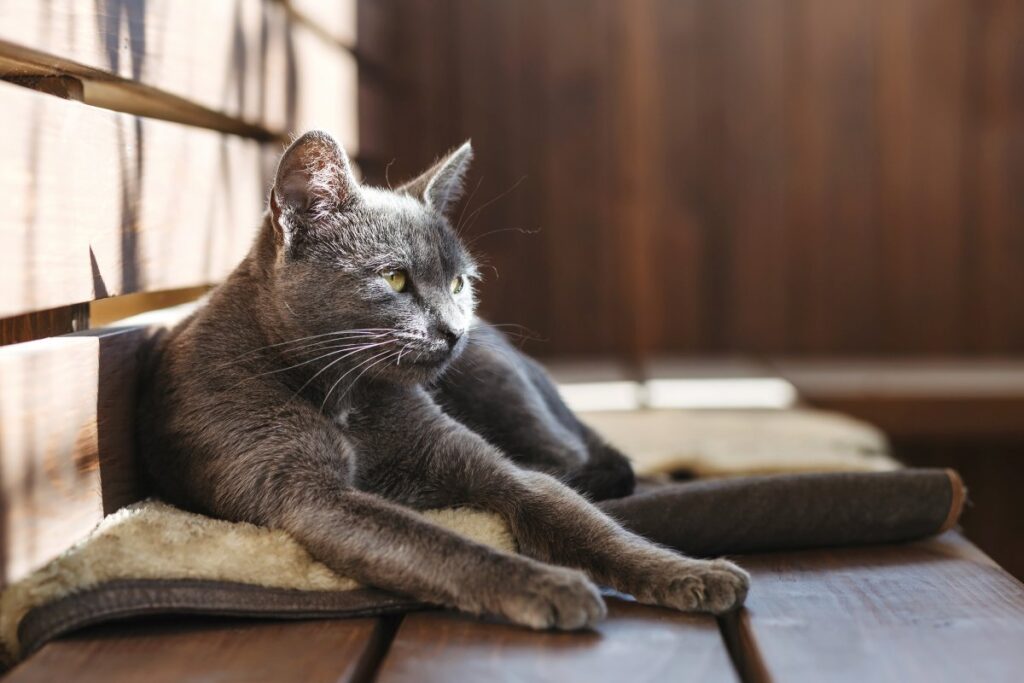 Gray cat resting on a bench