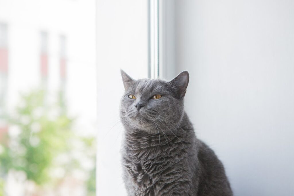 Gray cat sitting on windowsill