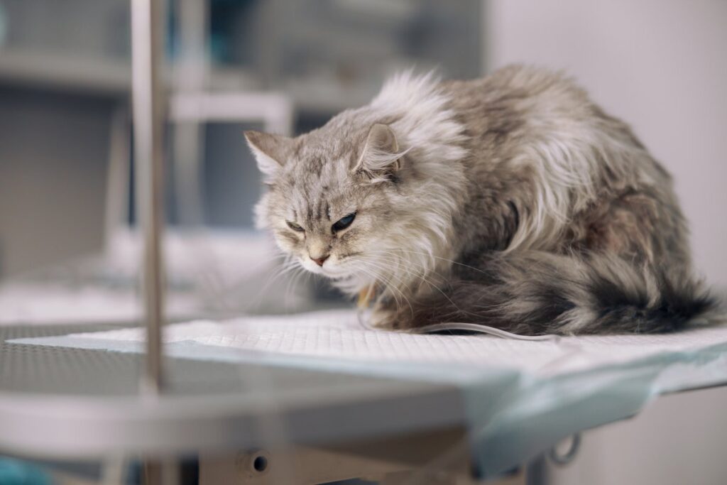 A gray cat is suffering from pain