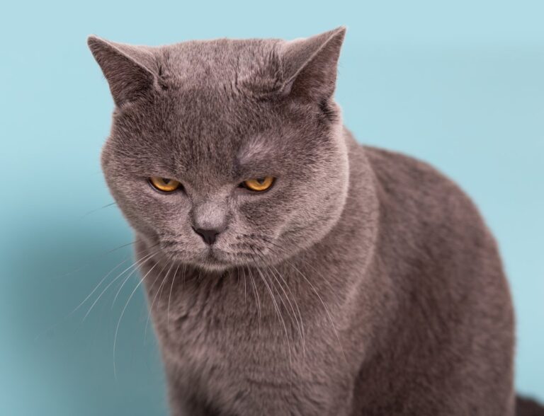 Gray cat with angry face