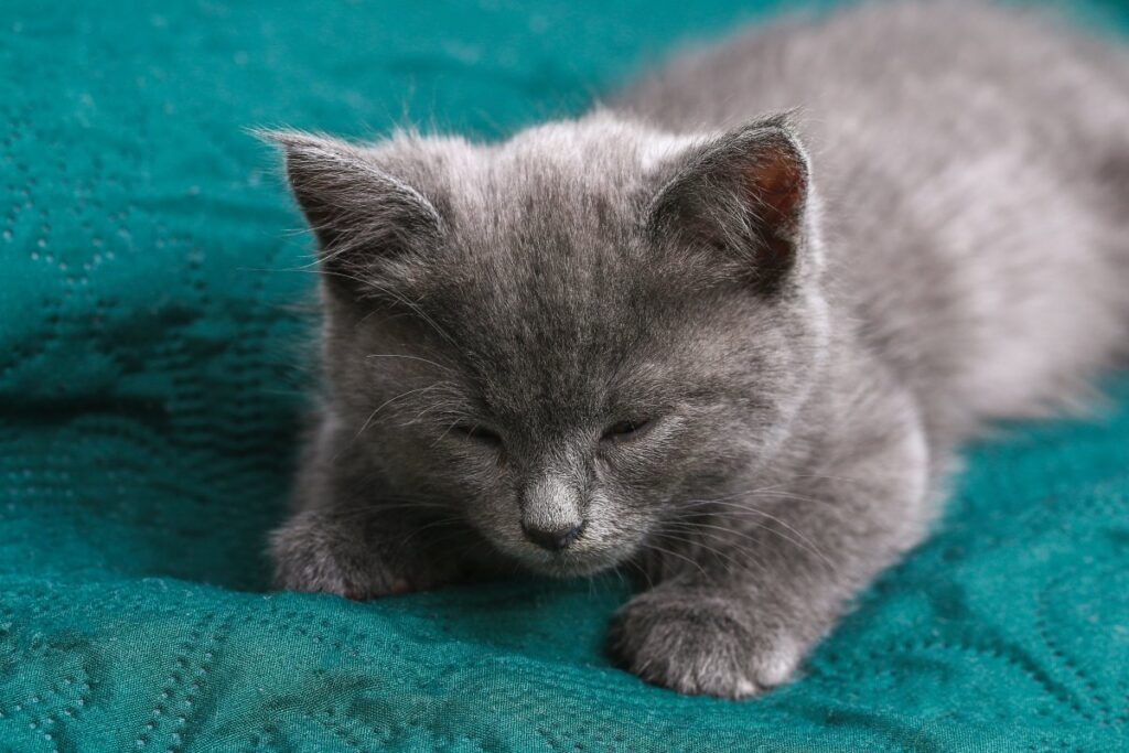A gray kitten falling asleep