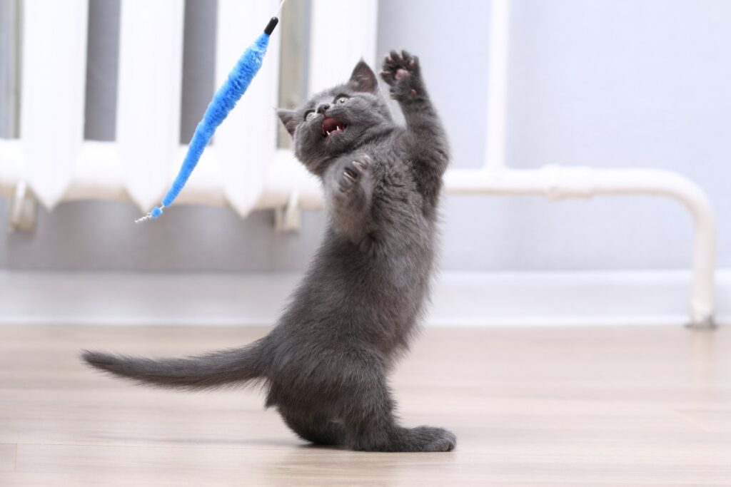 A gray kitten is playing with a toy fishing rod