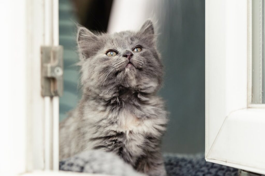 Gray kitten looks through window, feeling lonely