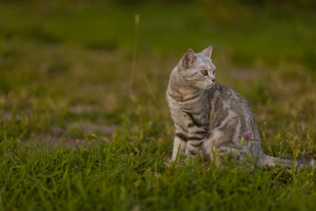 Gray stray cat sitting on grass