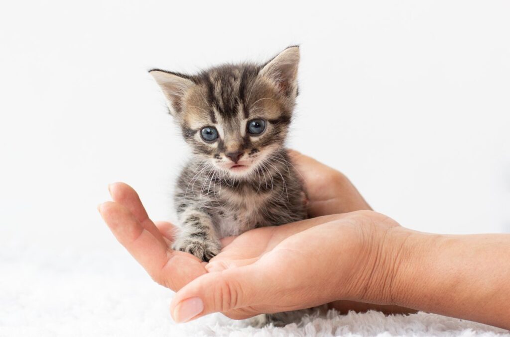 Beautiful grey tabby kitten in hands.