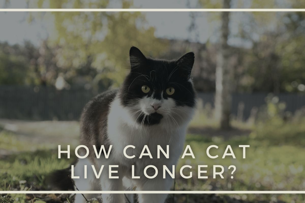 Tips to Help Your Cat Live Longer