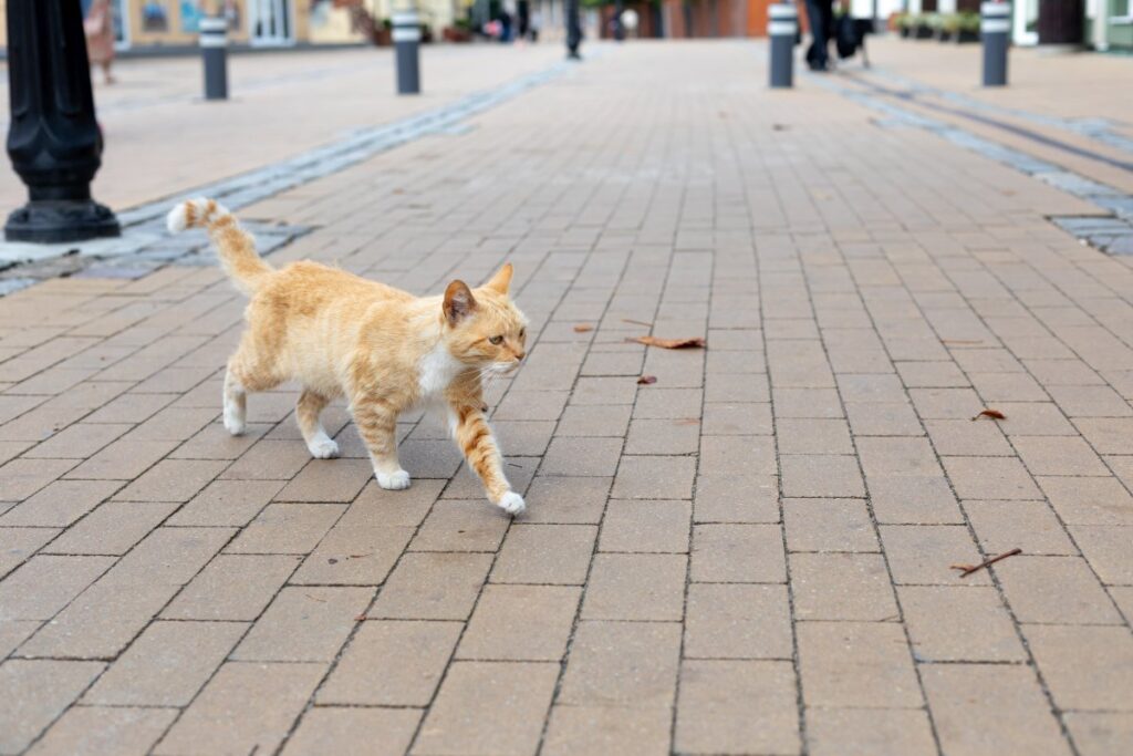 Homeless ginger cat walking along the sidewalk