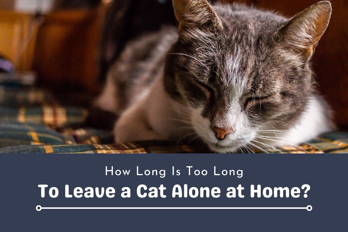 How Long Is Too Long To Leave a Cat Alone at Home?