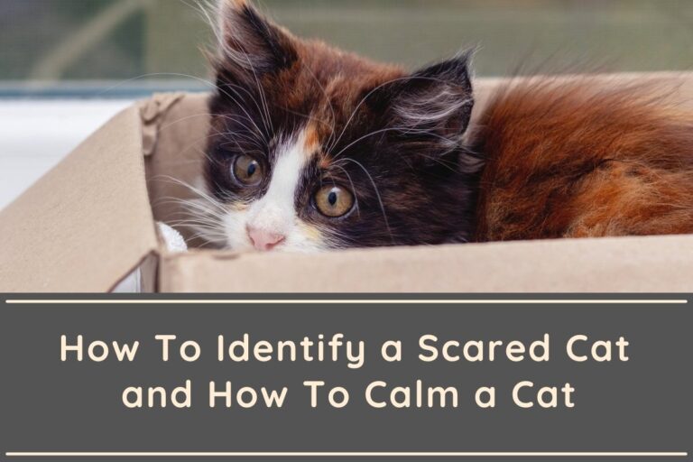 How To Identify a Scared Cat and How To Calm a Cat