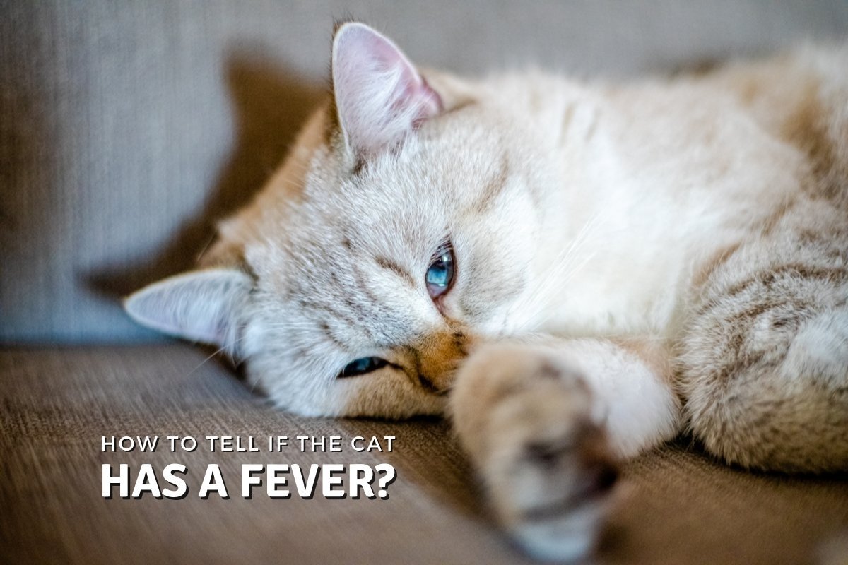 How to tell if the cat has a fever