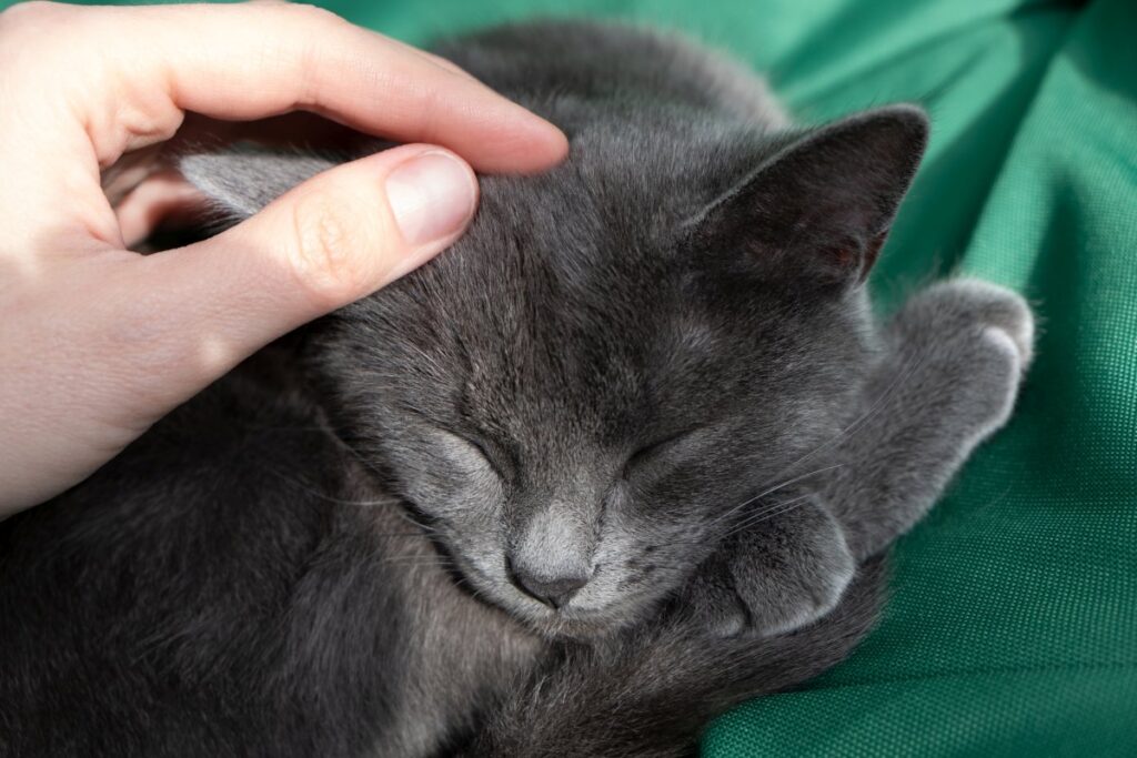 Human hand gently stroking a gray cat