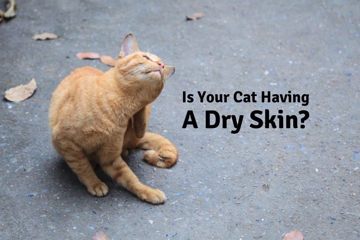 Is Your Cat Having A Dry Skin?